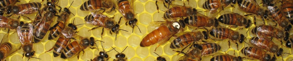 Sandhurst Bees